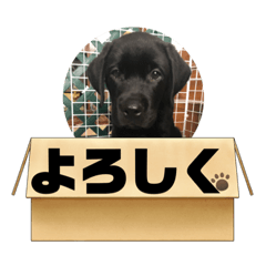 Klaus’s happy days