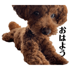 グラモコスタンプ