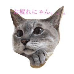 カブちゃんのスタンプ