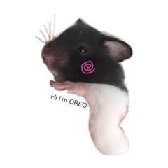 my Oreo hamster happy