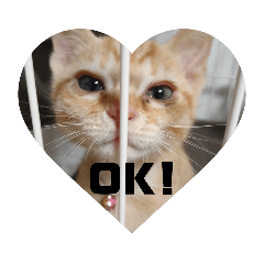 茶トラ　きなこ