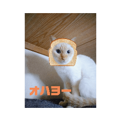 白猫ソル君の毎日