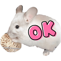 チンチラ　ハクくん