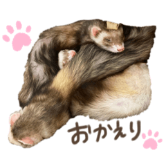 フェレット4姉妹⒉