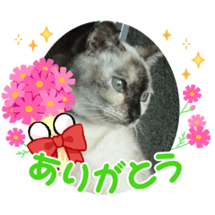 クロちゃんとシロ