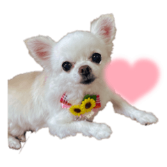 ロングコートチワワ【チロルのチーちゃん】