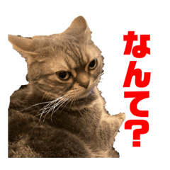 関西弁な辛辣むぎさん