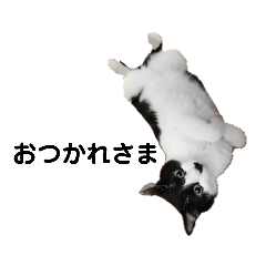 黒白ねこのタラ