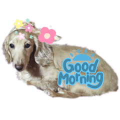 ダックスクララちゃんU^ェ^U