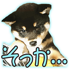 主張弱めの黒柴の日々