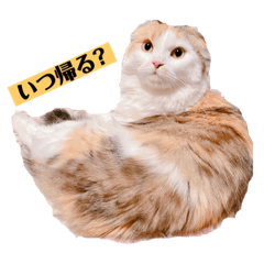 スコ猫ハッチースタンプPart1-スタンダード