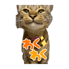 ラミちゃん(猫)