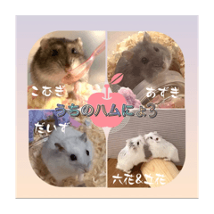 うちのハムにょ3
