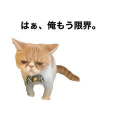 エキゾチックショートヘア、我が名はうに丸