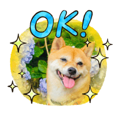 豆柴ちはやスタンプ