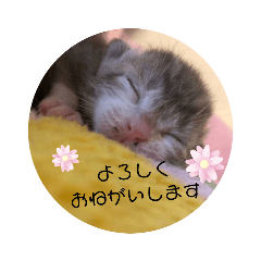 ねこのうり002