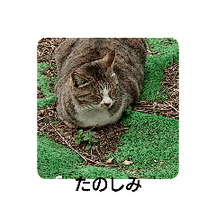 猫ちゃんたちのstamp