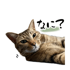 トラちゃんの日常！