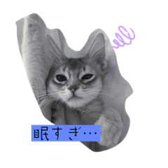 猫様あおちゃまの日常