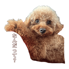 愛犬コムちゃん2