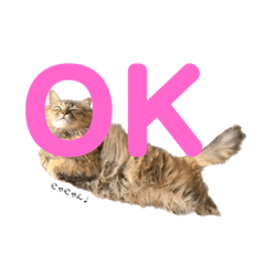 ゆずちゃんは内弁慶