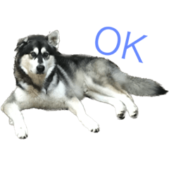 マラミュートのソル①