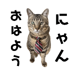 キジトラ猫のWARABIくん