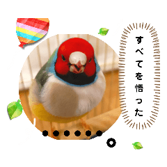 うちの「ピノ」