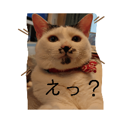 毎日ぶちこseason2