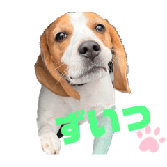 ビーグルのライトですv2