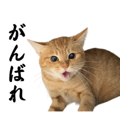 チャイさんの日常