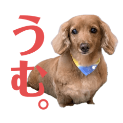 ゆずちゃみの日常