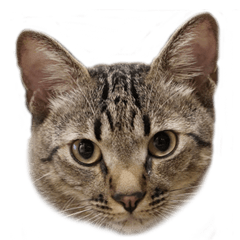 僕の名前は「ラッツ」です。歳は３歳です。