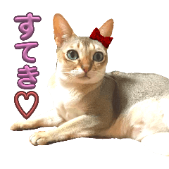 プーラ&アビ♪3にゃんスタンプ2