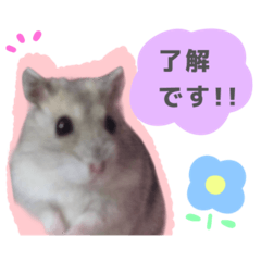 ハムスターのシャネルちゃん☺︎♪2