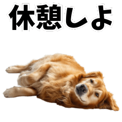 ゴールデンレトリバー達