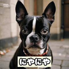 感情ゆたかボストン