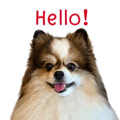 Johnny Dog In Thai Festival