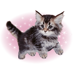 猫に夢中な人向けサイベリアンのヤマネコ18