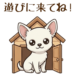 【引っ越し】白いチワワの新生活・挨拶