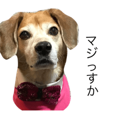 ぼくドンちゃん