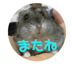ハムスターのまろちゃん2