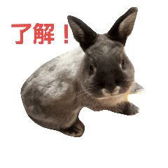 可愛いチビ丸スタンプ