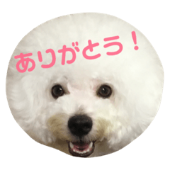 ビションフリーゼ実写&文字スタンプ