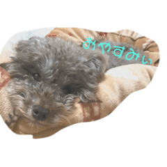 わたしの日常たち