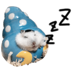 かわいいハムちゃんず