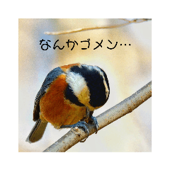 野鳥さんが一言