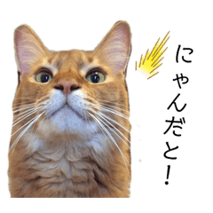 ソマリのレオンさん