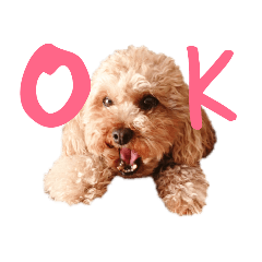 トイプードル ノンノとポッケ