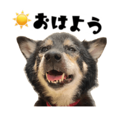 大阪の黒柴　じろさん